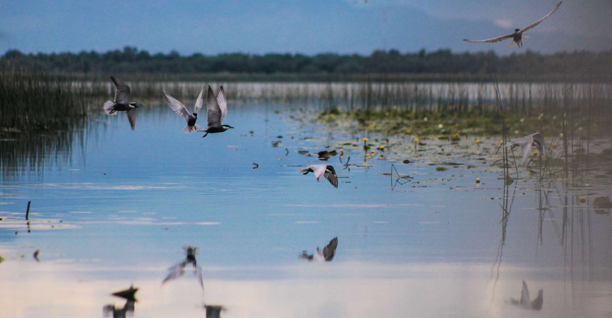 Exploring Lake Skadar Breathtaking Views, Panoramic Journey - Housity