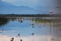 Exploring Lake Skadar Breathtaking Views, Panoramic Journey - Housity