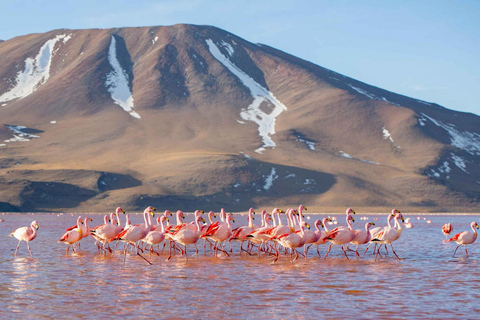 Vanuit Uyuni: Laguna Colorada en Salar de Uyuni 3 Dagen + Maaltijden