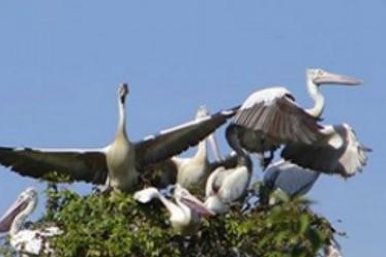 Prek Toal Bird Sanctuary i Great Lake Tour w KambodżyRezerwat ptaków Prek Toal i wycieczka po Wielkim Jeziorze w Kambodży