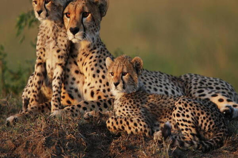 Nairobi: 2-tägige Safari im Amboseli-Nationalpark