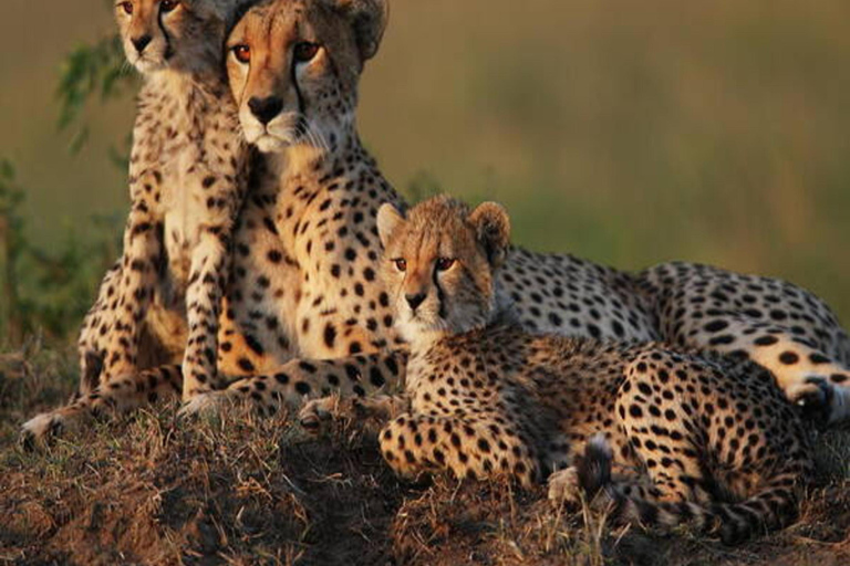 Nairobi: 2-tägige Safari im Amboseli-Nationalpark