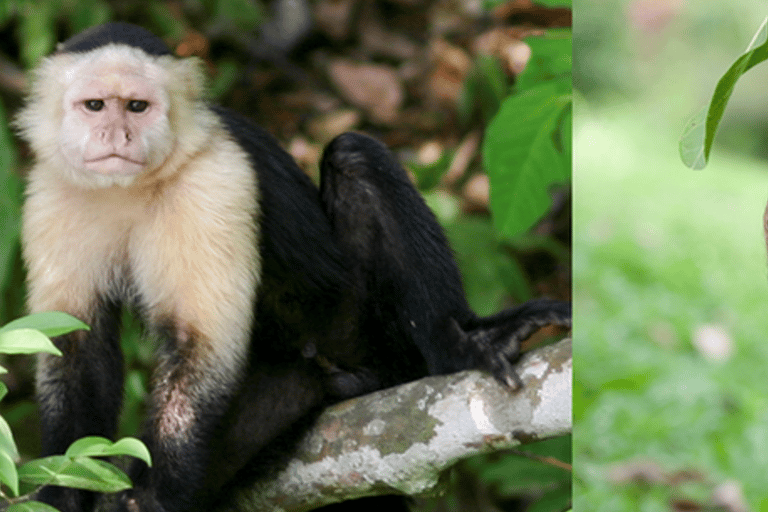 Feed Wild Monkeys on Panama Canal at Monkey Island Adventure No Hotel Pickup