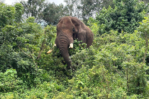 2-daagse korte safari na beklimming van de Kilimanjaro