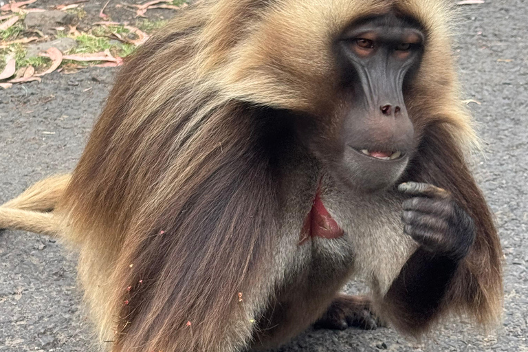 Addis Abeba: Töpferwaren, Markt und Kaffee-Tour mit MittagessenAddis Abeba: Töpfer-, Markt- und Kaffeetour mit Mittagessen