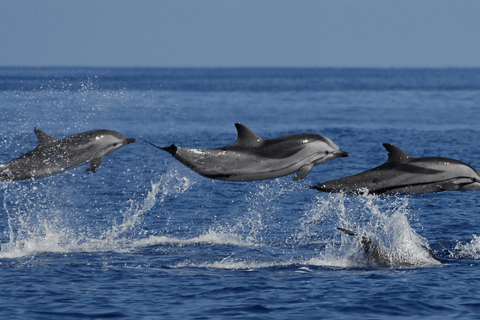 Mirissa: Whale and Dolphin Watching Tour