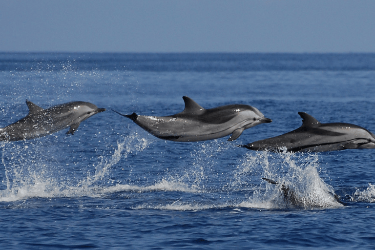 Mirissa: Excursión de avistamiento de ballenas y delfines