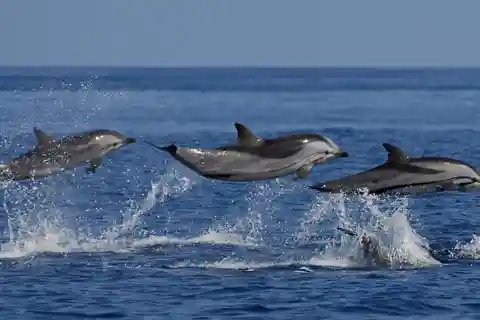 From Galle : Whale and Dolphin Watching Tour in Mirissa