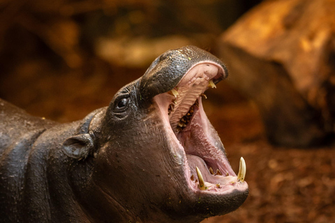 Antwerp ZOO Entry Ticket Antwerp: ZOO Entry Ticket