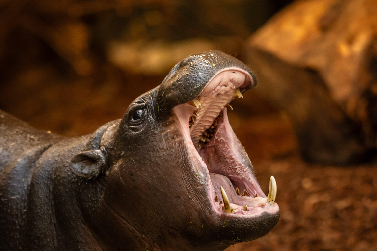 Antwerp ZOO Entry Ticket Antwerp: ZOO Entry Ticket