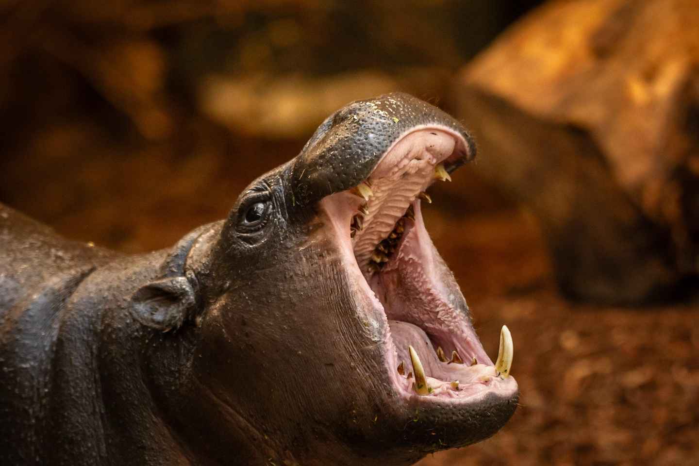 Billet d'Entrée au Zoo d'Anvers
