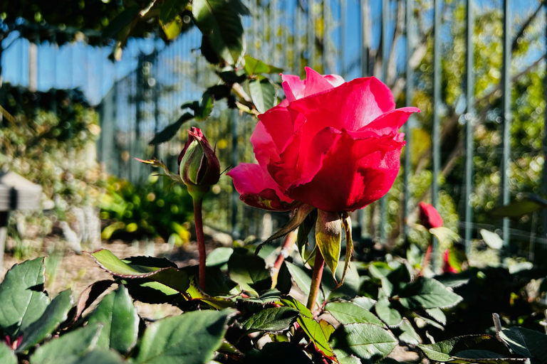 بورتلاند، أوريغون: جولة لأبرز معالم المدينة مع رحلة بالترام الجوي