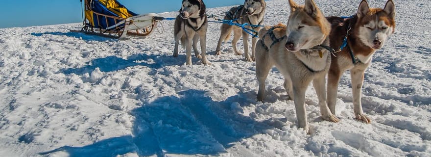 Hudiksvall : excursion en traîneau à chiens avec feu de camp et rafraîchissements
