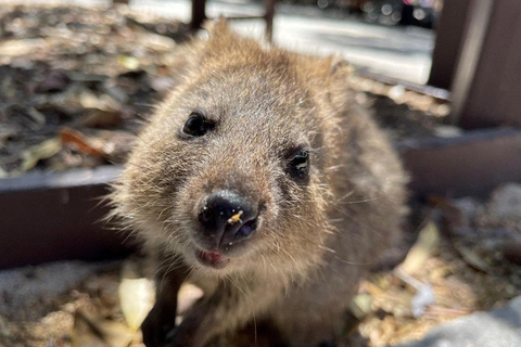 Wyspa Rottnest: 90-minutowa wycieczka po wyspie z BayseekerWycieczka po wyspie Rottnest z Bayseeker o 13:45