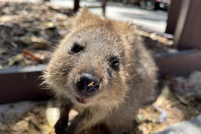 Wyspa Rottnest: 90-minutowa wycieczka po wyspie z BayseekerWycieczka po wyspie Rottnest z Bayseeker o 13:45