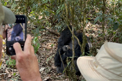 3 días de Rastreo de Gorilas de las Tierras Bajas del Congo (RDC) desde RuandaInglés