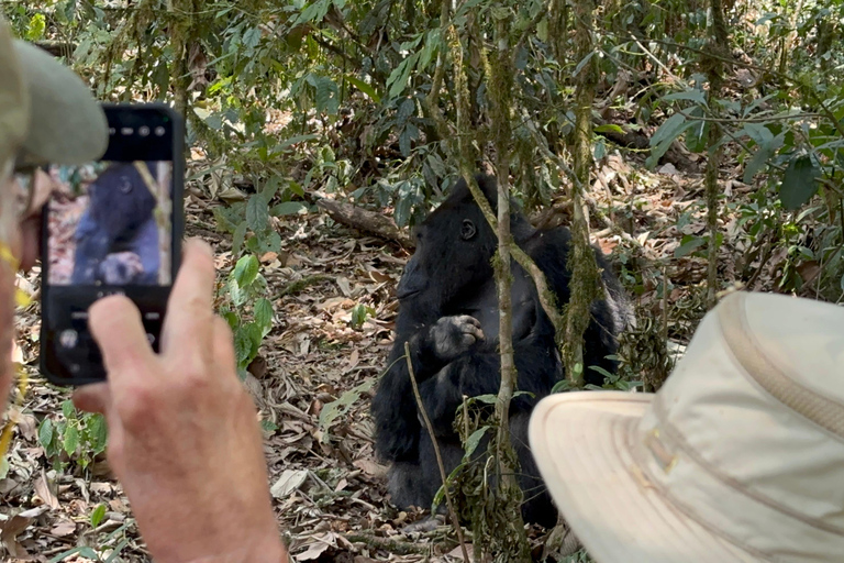 3-Day Congo (DRC) Lowland Gorilla Tracking from Rwanda