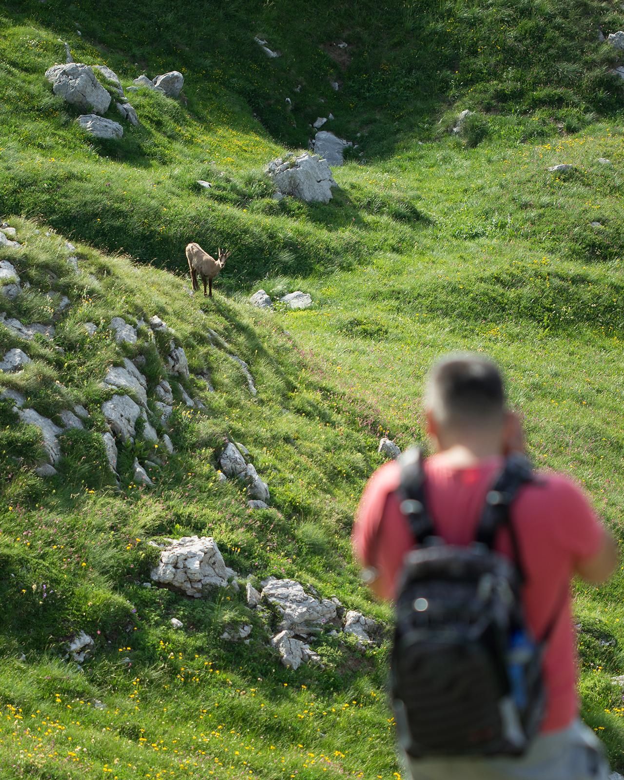 Ab Zabljak: Gämsen-Beobachtungstour im Durmitor-Nationalpark