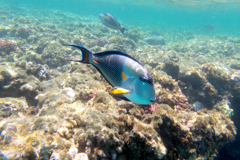 Marsa Alam: Hamata Islands Snorkeling Day Trip with Lunch