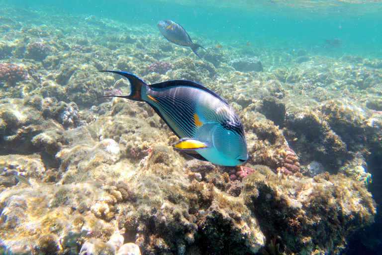 Marsa Alam: Hamata Islands Snorkeling Day Trip with Lunch