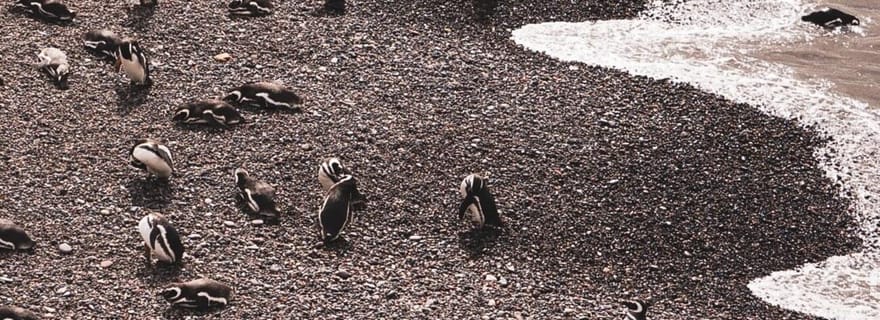 Parc national de Monte León : pingouins, lions de mer et côtes sauvages