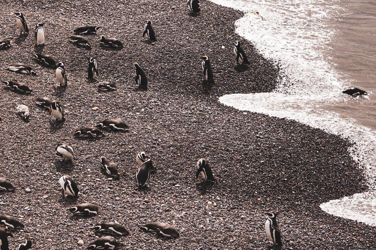 Monte León National Park: penguins, sea lions, and wild coasts