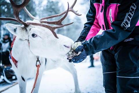 Rovaniemi: Local Reindeer Farm Visit with Sleigh Ride
