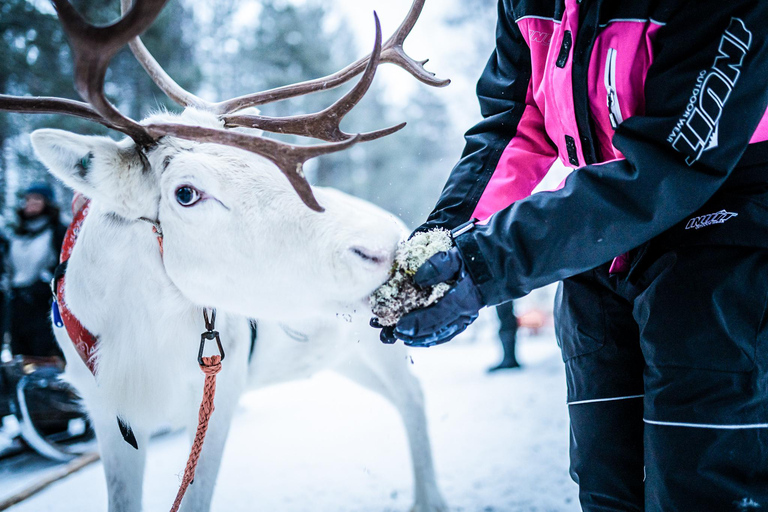 Rovaniemi: Local Reindeer Farm Visit with Sleigh Ride