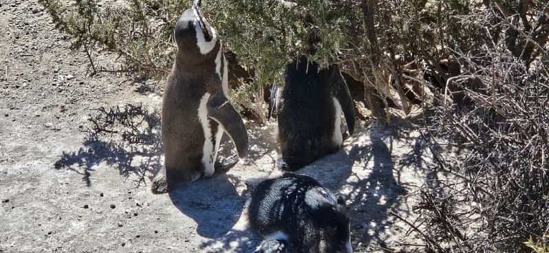 Exploring Chubut Province, Argentina - Wildlife encounters