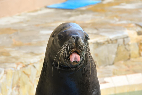 Puerto Plata: City Tour + Ocean World Adventure Park