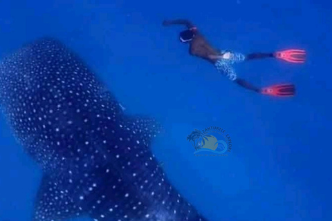 From Zanzibar Mafia Island Whale Shark Adventure with Flight