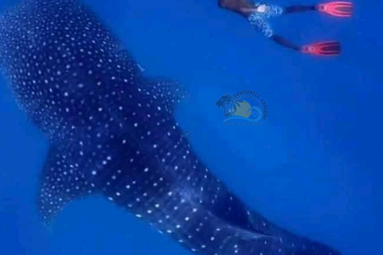 From Zanzibar Mafia Island Whale Shark Adventure with Flight