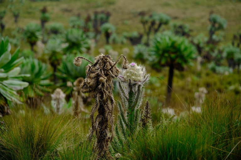 Aberdare National Park: Mount Satima Overnight Hike