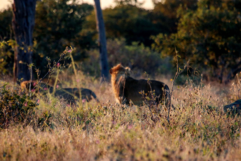 Excursión en coche por el Parque Nacional de Chobe