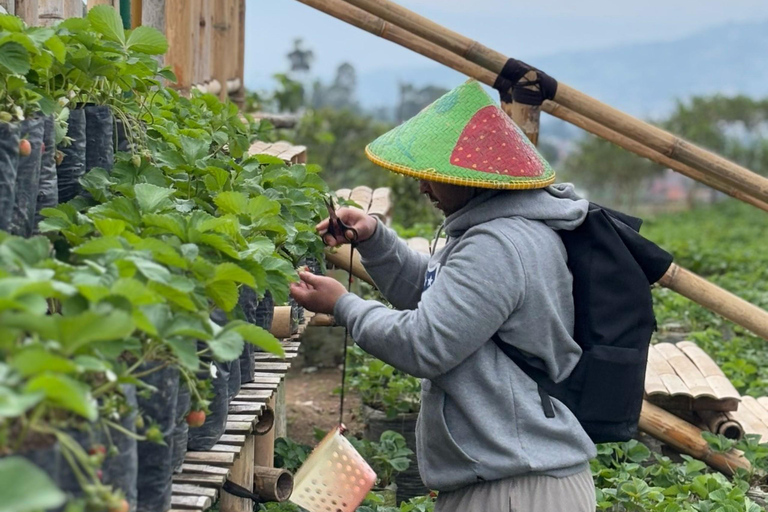 Bandung;White Crater,Hot Springs,Tea n strawberry plantation