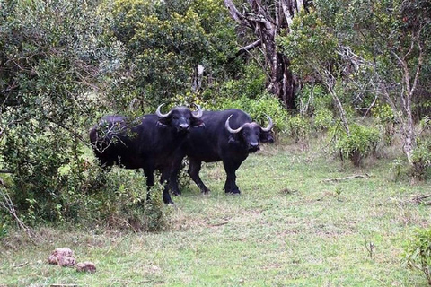 Nairobi: Caminhada pela Floresta Ngare Ndare e Canopy WalkNairobi: Caminhada pela Floresta Ngare Ndare e Passeio pela Copas das Árvores