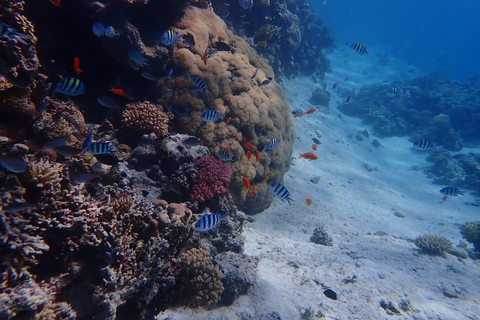 Hurghada: Delfines, snorkel y excursión en yate a la isla de Magawish