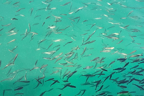 Tromsø: Arctic Fjords Tour. Sommerøya and Kvaløya with Lunch