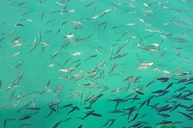 Tromsø: Arctic Fjords Tour. Sommerøya and Kvaløya with Lunch