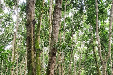 زنجبار: جولة في غابة جوزان ومزارع التوابل والمدينة الحجرية