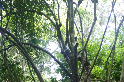 La forêt de Karura : Une visite à pied dans l'oasis naturelle de Nairobi