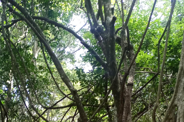 La forêt de Karura : Une visite à pied dans l'oasis naturelle de Nairobi