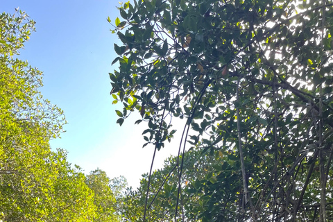 Isla Cañas: Newborn Turtle Release Tour with Breakfast