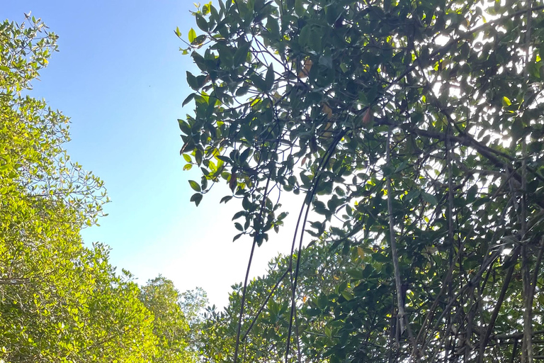 Isla Cañas: Newborn Turtle Release Tour with Breakfast
