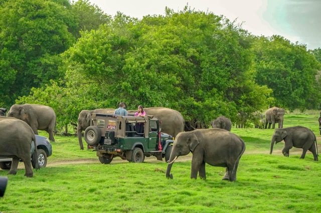 Minneriya: Minneriya National Park Halve dag Privésafari
