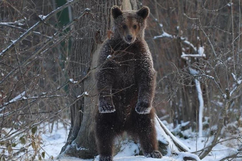 From Brasov: Bear Sanctuary, Bran Castle & Alpine Ride Bear Sanctuary & Bran Castle