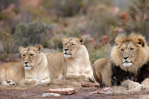 4-Day Private Highlights Tour & Overnight Big5 Aquila Safari 4-Day Private Highlights Tour & Overnight Big5 Safari Aquila