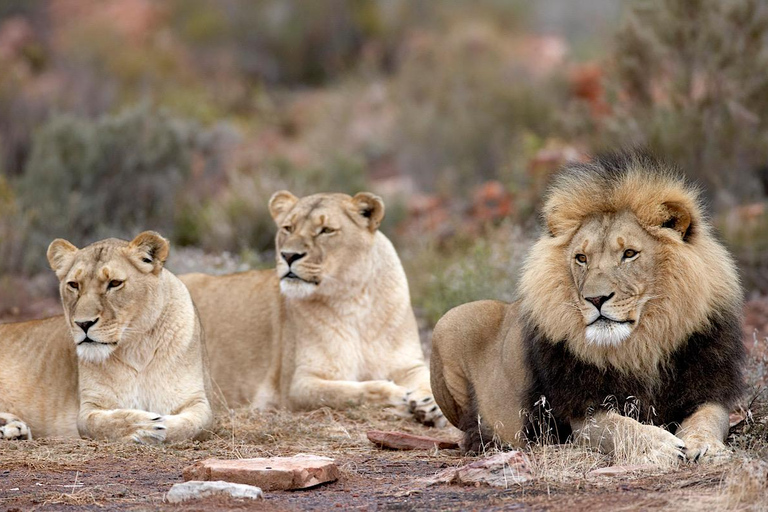 4-Day Private Highlights Tour & Overnight Big5 Aquila Safari 4-Day Private Highlights Tour & Overnight Big5 Safari Aquila