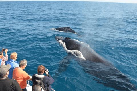 La Romana: Whale-Watching Cruise &amp; Cayo Levantado Day Trip