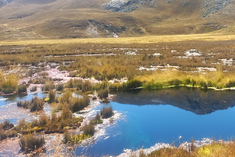 Depuis Huaraz : Excursion d&#039;une journée au glacier Pastoruri et au Puya Raymondi